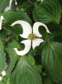 庭に植えているヤマボウシの花が 虫か何かに食われています そこで対 Yahoo 知恵袋