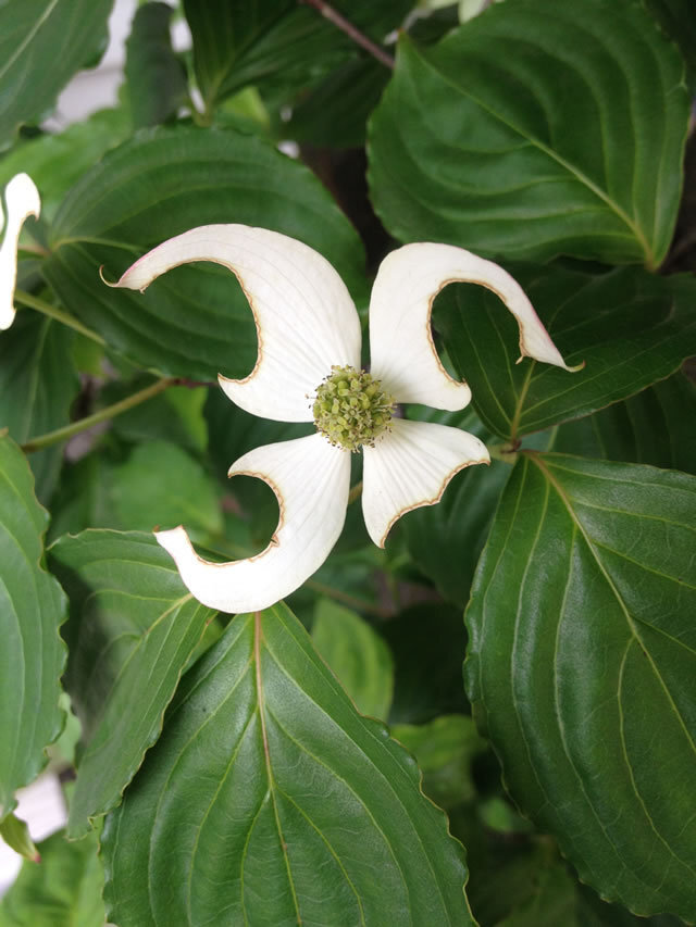 庭に植えているヤマボウシの花が 虫か何かに食われています そこで対 Yahoo 知恵袋