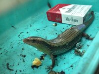 このトカゲは何て種類ですか ニホントカゲ とは模様や顔つきが少し違いま Yahoo 知恵袋
