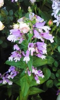 葱の花に似た 茎一本の紫色の花を咲かせる花の名前を誰か教えてくれない Yahoo 知恵袋