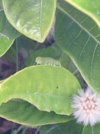 クチナシの葉に 尾にトゲがある緑の芋虫がいたのですが オオスカシバの幼虫でし Yahoo 知恵袋