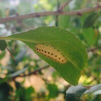 なんの幼虫か教えていただきたいです 写真の幼虫ですが 花海棠の葉の裏に居まし Yahoo 知恵袋