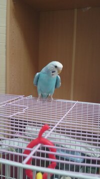 セキセイインコが羽を浮かす仕草と 本気噛みについて 我が家で飼 Yahoo 知恵袋