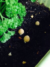 パセリを育てているプランターにキノコが生えました これはなんと Yahoo 知恵袋