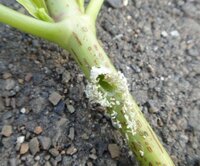 紫陽花の茎が食害に遭ってしまいました 何の仕業でしょうか 写真のように Yahoo 知恵袋