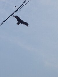 由比ヶ浜で鳥に襲われました あそこに飛んでる鳥は何の鳥なんですか 神奈 Yahoo 知恵袋