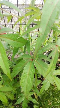 大麻って自生でもあ 大麻だってわかるような匂いってするんですか Yahoo 知恵袋