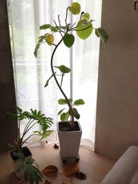 観葉植物の植木鉢の下周り死んでいる虫をわかないようにしたい 室内で育て Yahoo 知恵袋