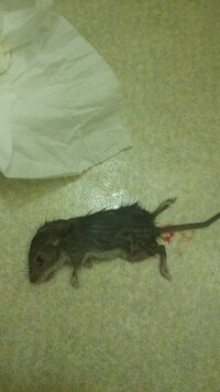 家ネズミについて詳しいかた 祖母の家に遊びに行き台所にいたらネズミ Yahoo 知恵袋