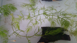 無料ダウンロード マツモ 増やし方 ペットボトル 壁紙テーマ日本fhd