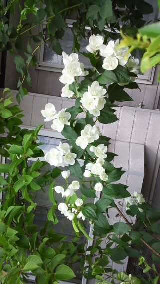 バイカウツギの花が咲きました この木を増やしたいのですが 挿し木は可能でしょ Yahoo 知恵袋