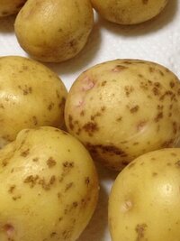 家庭菜園で初めてジャガイモを作ったのですが 皮がソバカスみたいに斑 Yahoo 知恵袋