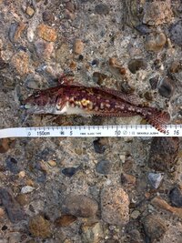 本日メバル カサゴ狙いで釣りをしていたら 画像にある魚が釣れました Yahoo 知恵袋