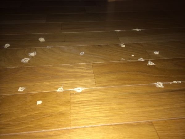 最も好ましい] フローリング 白カビ 画像