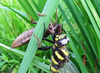 オニヤンマに捕食されているこの昆虫の名前教えてください よろしくお願いします Yahoo 知恵袋