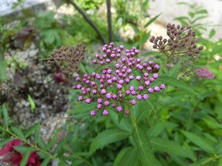 シモツケとシモツケソウの違い教えて下さい 写真は庭に植えているどちらかです Yahoo 知恵袋