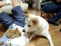 犬とウサギがとても仲が悪いです 犬は元捨て犬でした 家族の愛情を独 Yahoo 知恵袋