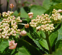 アジサイが綺麗に咲かない アジサイの花がここ数年綺麗に開きませ Yahoo 知恵袋