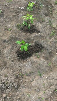 枝豆を植えて芽が出たのですが植えてるの全ての葉が何かプチプチと虫が Yahoo 知恵袋