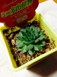 連日の質問失礼します この多肉植物の名前を教えてください 本日ダイ Yahoo 知恵袋