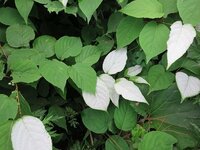 白い葉の植物の名前を教えて下さい 今年はとても白い葉が多いように思いま Yahoo 知恵袋