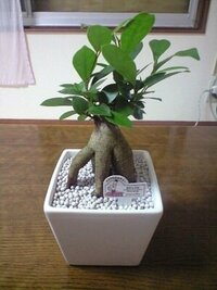 宮城県在住の中学生です 今 ガジュマル という観葉植物を買いたいと思っている Yahoo 知恵袋