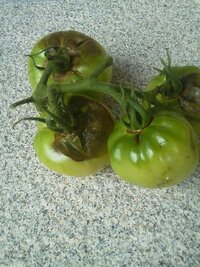 家庭菜園で育てているトマトが腐るのですがなぜでしょうか 写真のように大 Yahoo 知恵袋