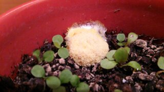 植木鉢にあった丸くて黄色いカビ状のものはなんでしょうか 鉢でいくつか植 Yahoo 知恵袋