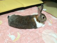 うちで飼っているウサギはちょうど7歳 人間の年齢で言うと初老と言ったところでし Yahoo 知恵袋