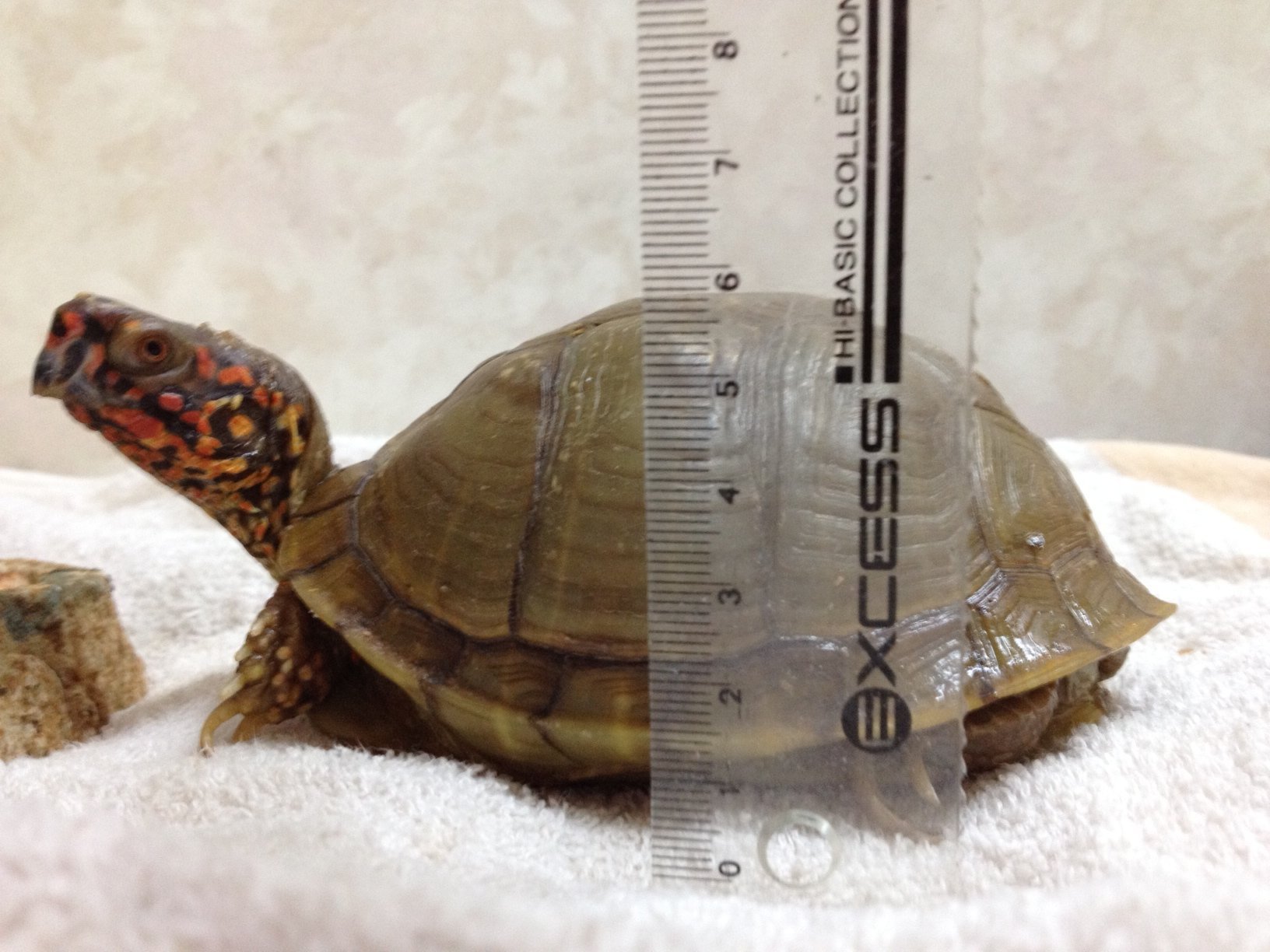 拾った亀で飼育しようと思っているのですが 種類がわかりませんこの亀 Yahoo 知恵袋