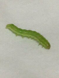 スーパーで購入したブロッコリーに幼虫が付いていたのですが 何の幼虫で Yahoo 知恵袋