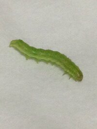 バジルにつく青虫うちのバジルを食害する昆虫に興味があり 種類が Yahoo 知恵袋