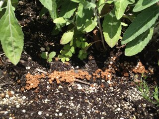 雨上がり花壇にキノコなのか虫の卵なのか気持ち悪い物体がいっぱい に Yahoo 知恵袋
