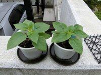 ひまわりの葉が虫に食われました なんていう虫が食べたかおよそでも良いので教えて Yahoo 知恵袋