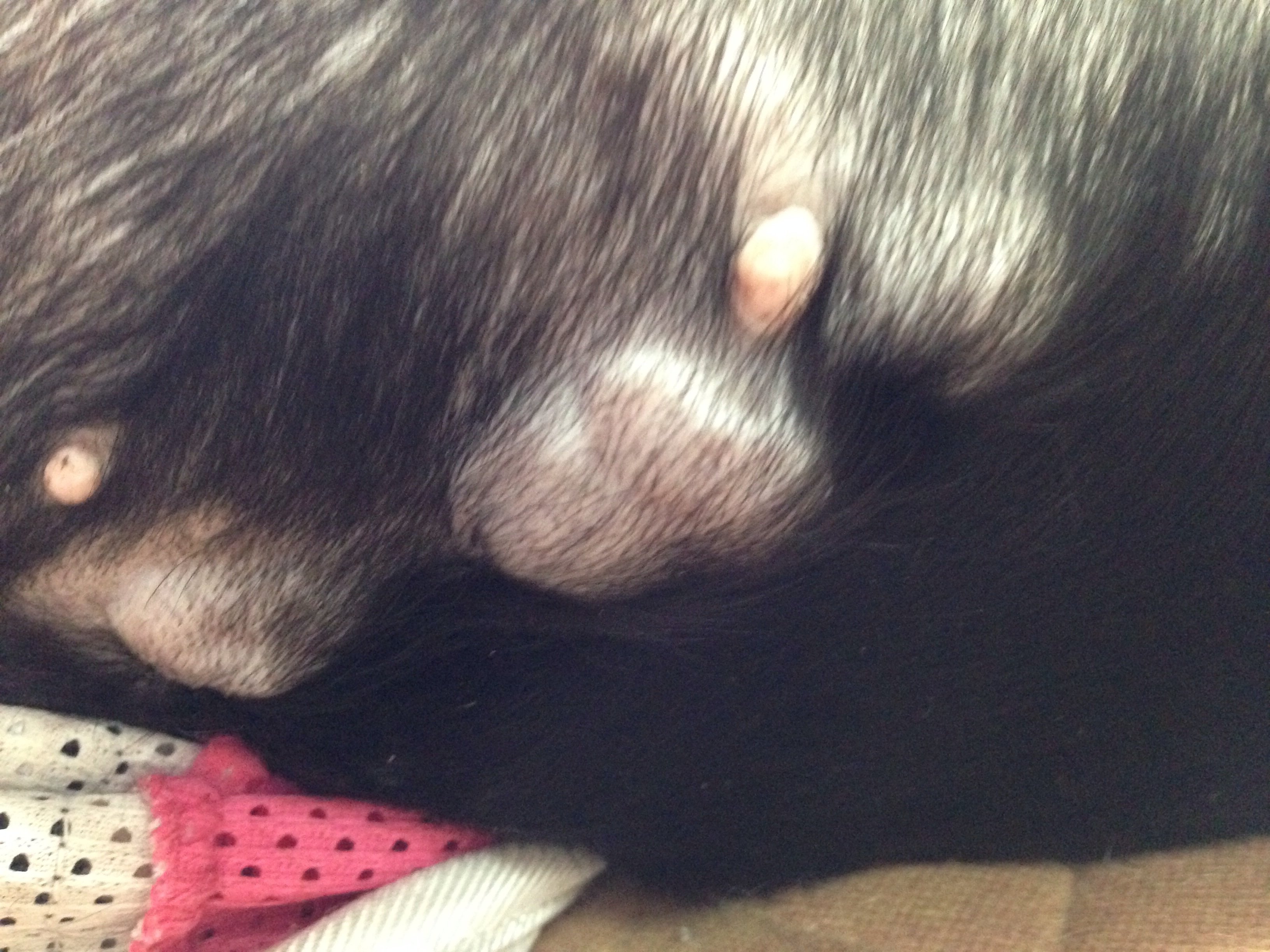 犬の脂肪腫について質問があります私は12歳のミニチュアダックスフンド 