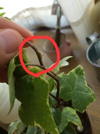 画像あり へデラの茎に卵のようなものがあります室内で育てています これは害 Yahoo 知恵袋