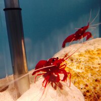 エビの寿命はどれくらい 水槽で飼うものだと それほど長くない Yahoo 知恵袋