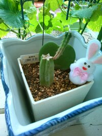 サボテンについてサボテンを育てていたのですが 謝って折ってしまいま Yahoo 知恵袋