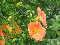 花木の名前教えて下さい ラッパ形したオレンジ色の花が印象的です 樹形は バラ Yahoo 知恵袋