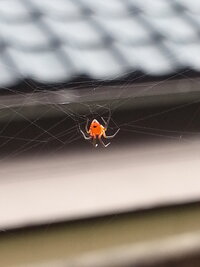 この蜘蛛はなんでしょうか 背中が赤いのでセアカゴケグモ何でしょうか Yahoo 知恵袋