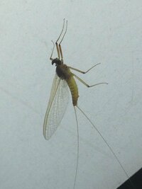 見た目は蚊みたいで 尾が二つに分かれてて長い虫 こいつがお店の付近 Yahoo 知恵袋