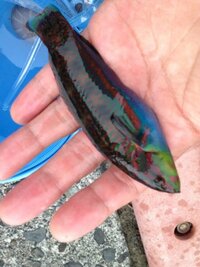 熱海の初島で釣れた怪しい魚です 恐れ入りますが魚に詳しい片付けこの魚の Yahoo 知恵袋