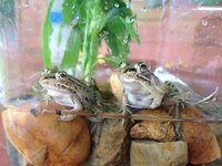 兵庫県丹波市にて子供達と捕獲したカエルですが 持ち帰り飼育するか自 Yahoo 知恵袋