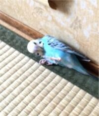 セキセイインコは 人間の話す内容が 少しはわかりますか 飼い主の識 Yahoo 知恵袋