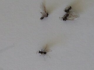 羽のある小さな黒い虫が 大量発生します 画像のこの虫は 何でしょう Yahoo 知恵袋