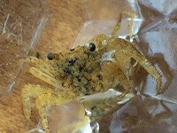 海の磯場によくいるカニって食べれるんですか 海の磯場やテト Yahoo 知恵袋