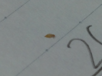 古い本の間とかにいる小さな虫って 何虫ですか 駆除の方法を教 Yahoo 知恵袋