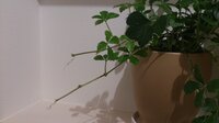 観葉植物 シュガーバインの葉っぱに黒っぽい模様が入った物がいくつかあるので Yahoo 知恵袋