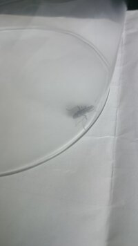 これが家の中で歩いてたんですが なんて言う虫ですか なんか 見た目はゴキブリを細 教えて 住まいの先生 Yahoo 不動産