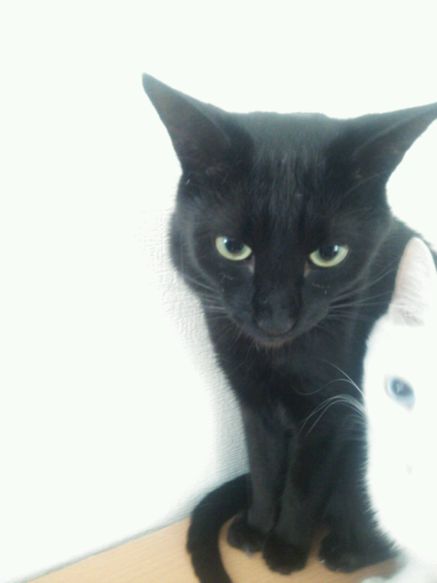 我が家で飼っている黒猫の首元に硬いしこりのようなものを見つけました 